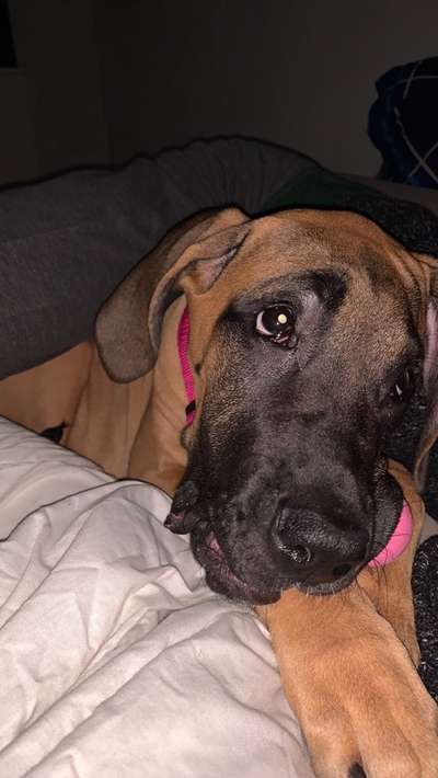 Deutsche Doggen Welpen-Beitrag-Bild