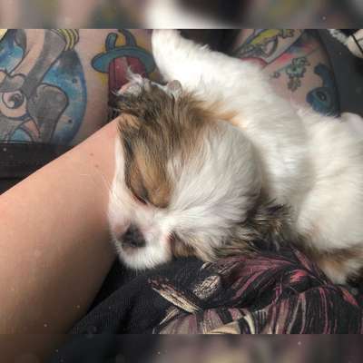 Welpen Bilder !-Beitrag-Bild