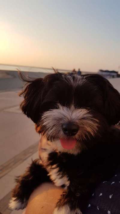 Die Dogorama Wochen Challenge-Beitrag-Bild