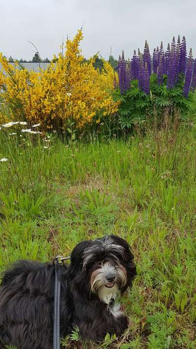 Die Dogorama Monats Challenge "Es grünt und blüht"-Beitrag-Bild