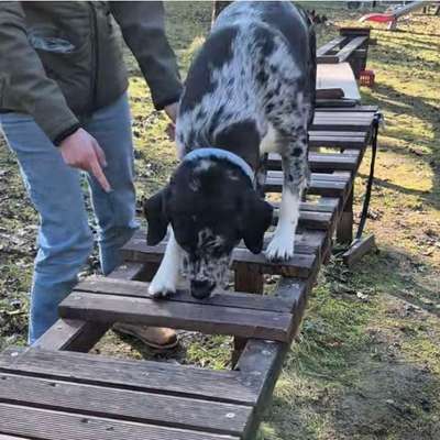 Hundetreffen-Ninja-Parcours in Inning, Treffpunkt auf Anfrage-Bild