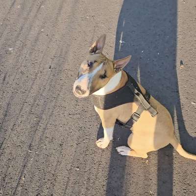 Hundetreffen-Gassi/Spielpartner gesucht