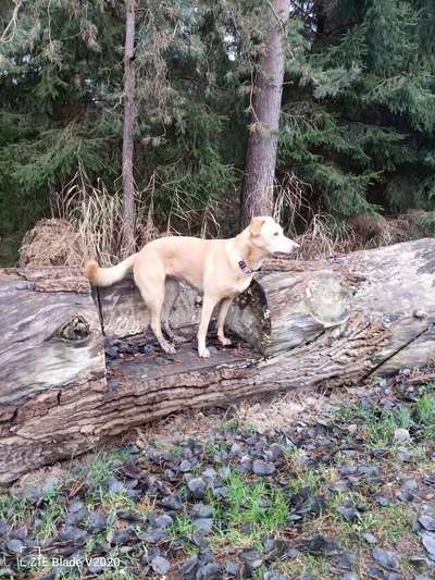 Mischlinge raten - Rätselspaß-Beitrag-Bild