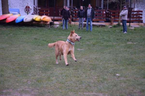 Mischlinge raten - Rätselspaß-Beitrag-Bild