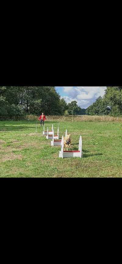 61. Handyfotochallenge - der springende Hund-Beitrag-Bild