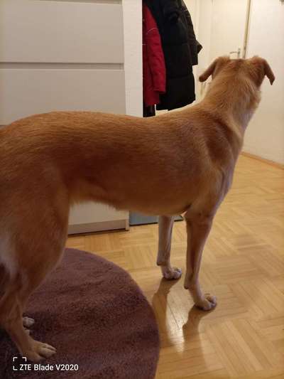 Der Gewichts-Thread-Beitrag-Bild