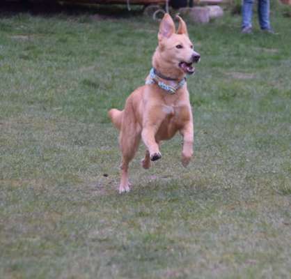 Fotochallenge 66 ~ Rennaction -Zeig deinen Hund im Lauf-Beitrag-Bild