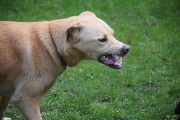 149. Foto Challenge: Wer ist hier der Boss!-Beitrag-Bild