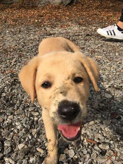 Welpen Bilder !-Beitrag-Bild