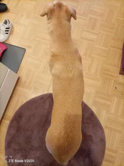 Der Gewichts-Thread-Beitrag-Bild