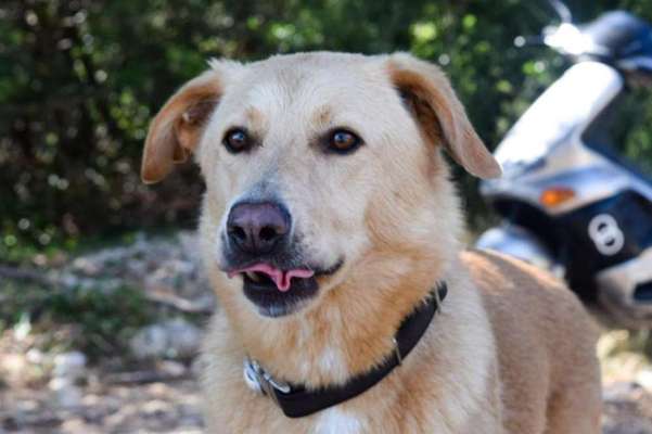 Hunde Porträt (Portrait) Galerie....-Beitrag-Bild