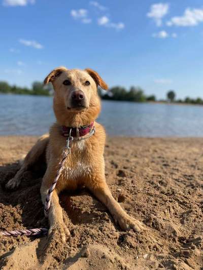 Vom Welpen zum Hund-Beitrag-Bild