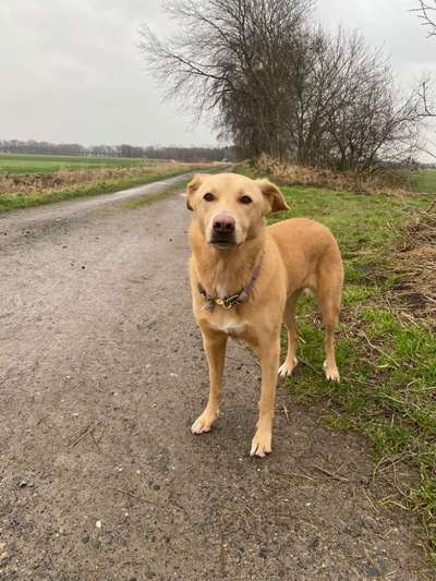 Mischlingshunde Foto Aufruf-Beitrag-Bild