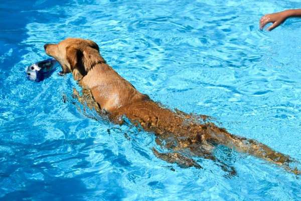 Dogorama Photo Challenge - Hunde in Action-Beitrag-Bild