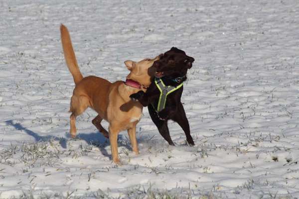 Dogorama Photo Challenge - Die besten Hundebuddys-Beitrag-Bild