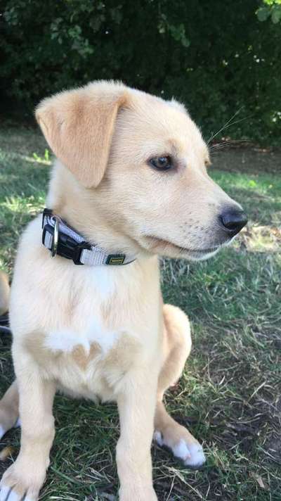 Vom Welpen zum Hund-Beitrag-Bild