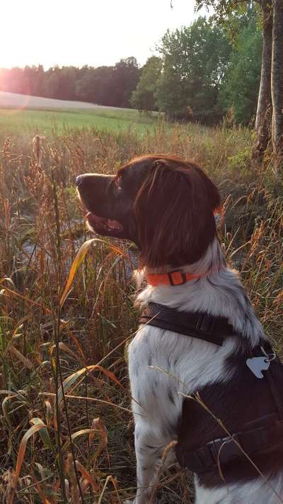 Die Dogorama Wochen Challenge: “Dein Hund im Urlaub”-Beitrag-Bild