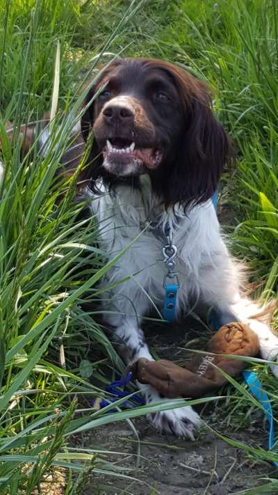 Die Dogorama Monats Challenge "Es grünt und blüht"-Beitrag-Bild