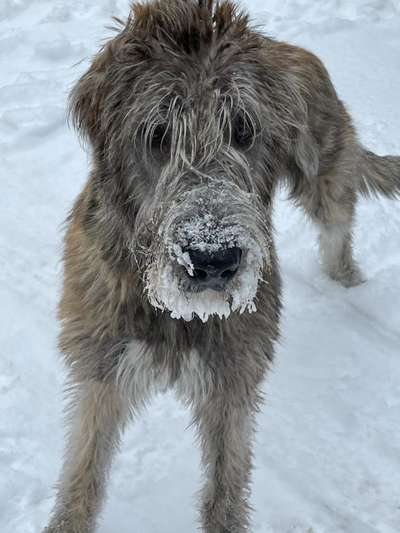 Zeigt die schönsten Schneebilder von eurer Fellnase ❄️-Beitrag-Bild