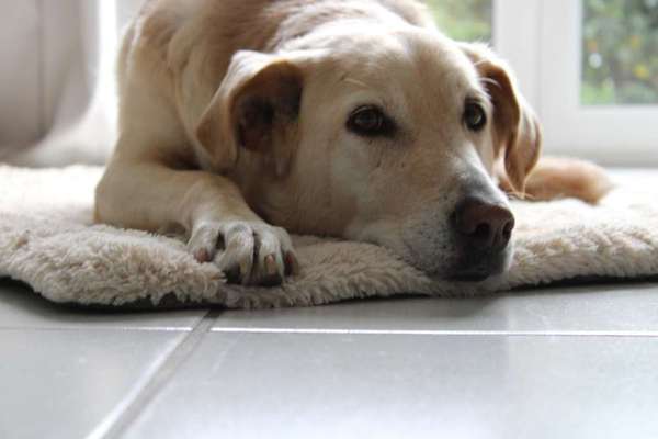 Hundetreffen-Hundetreff Senden-Bild