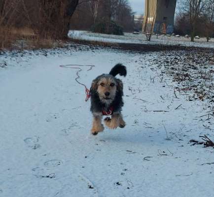 Fotochallenge 66 ~ Rennaction -Zeig deinen Hund im Lauf-Beitrag-Bild