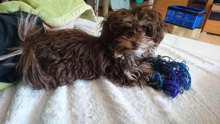 Freche Hunde-Beitrag-Bild