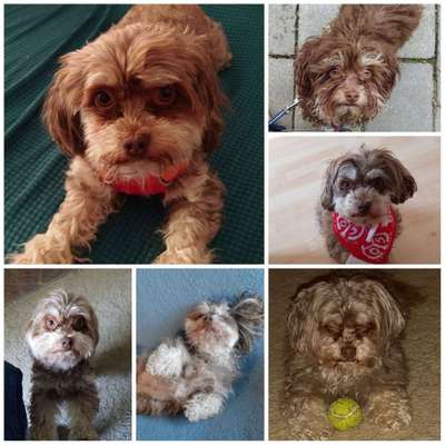 Zeigt mal die schönsten Bilder von euren Hunden !-Beitrag-Bild