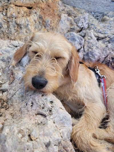 Labradoodle gesucht-Beitrag-Bild