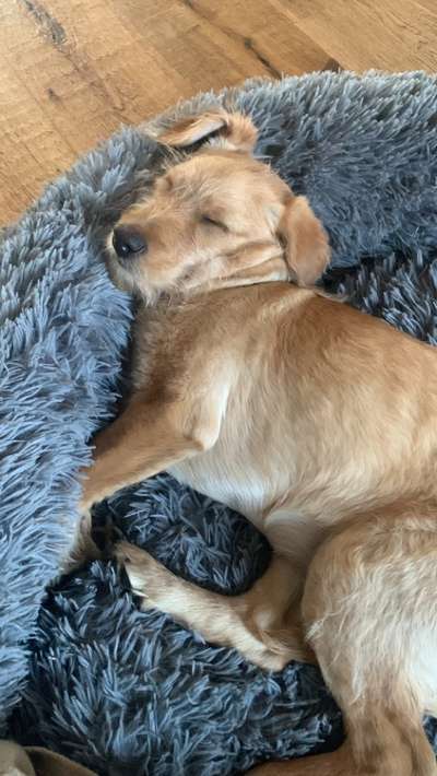 Mischlinge raten - Rätselspaß-Beitrag-Bild