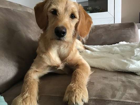 Welchen Hund hast du?-Beitrag-Bild