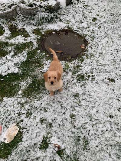 Postet das beste Foto von euren 4 beinern-Beitrag-Bild