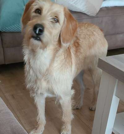 Labradoodle gesucht-Beitrag-Bild