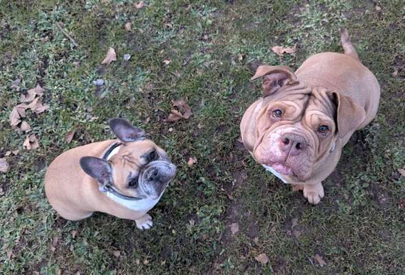 Spitzname(n) Deines Hundes-Beitrag-Bild