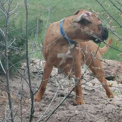 Hundetreffen-Welpentreffen Versmold