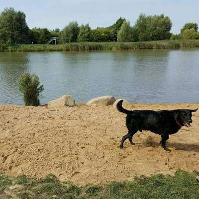 Hundeauslaufgebiet-Seenpark III-Bild