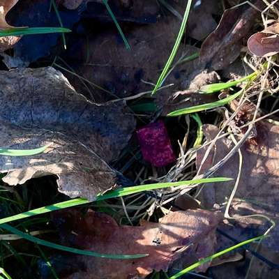 Giftköder-Wahrscheinlich Rattengift-Bild