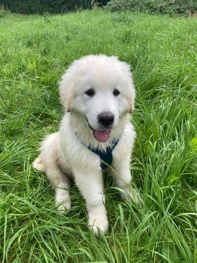 Hundetreffen-Welpentreff-Bild