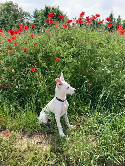 Die Dogorama Monats Challenge "Es grünt und blüht"-Beitrag-Bild