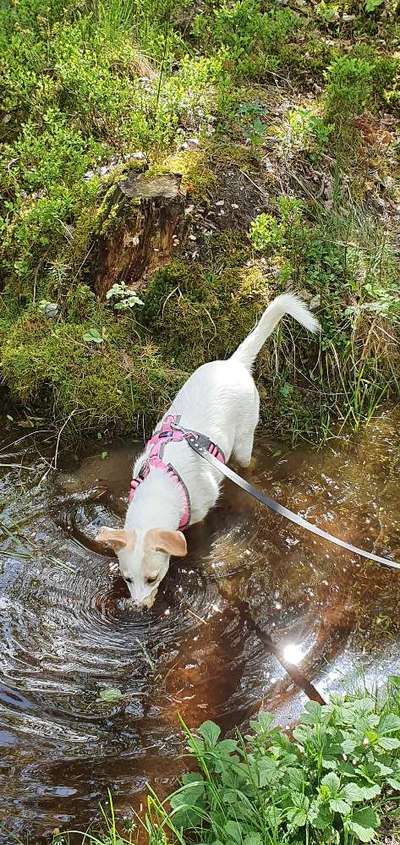 Dogorama-Monats-Challenge-Mai "Wasser"-Beitrag-Bild