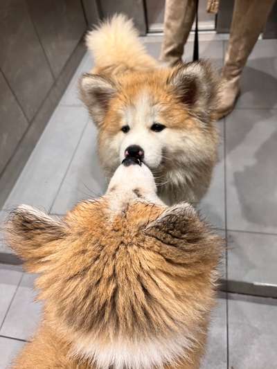 Akita Inu/American Akita (Mix) halter.-Beitrag-Bild