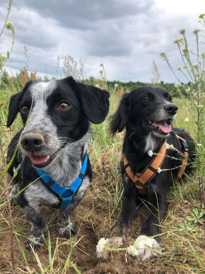 Hundetreffen-Wandern gehen auf den Feldern zwischen Reinach und Aesch-Bild