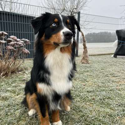 Hundetreffen-Entspannte Gassirunden/ Spielen/ kennenlernen-Bild