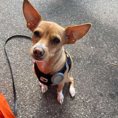 Hundetreffen-Suche kleine Spielpartner für Lumi-Bild