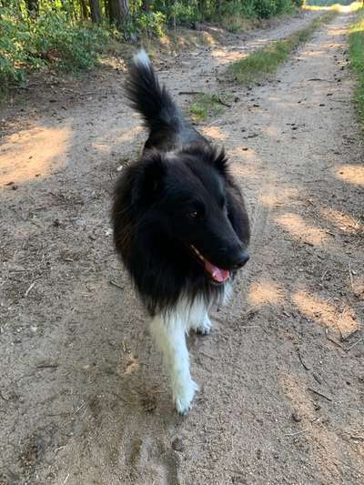 Shelties-Beitrag-Bild