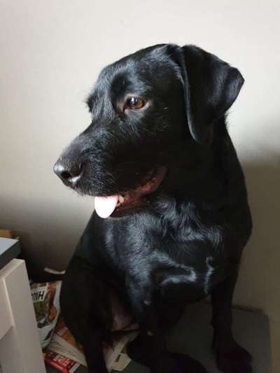 Rasseporträt Labrador-Beitrag-Bild