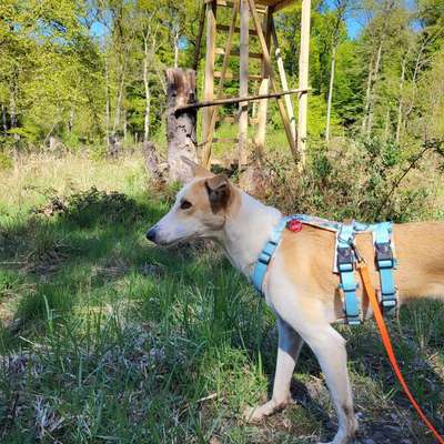 Hundetreffen-Social Walk-Bild
