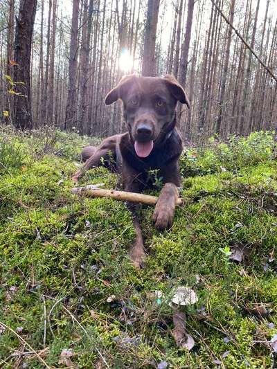 Dogorama Photo Challenge - Gassipause-Beitrag-Bild