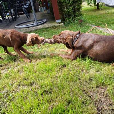 Hundetreffen-Welpen-Bild