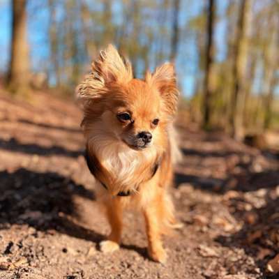 Hundetreffen-Pomchi sucht kleine Artgenossen für Spaziergänge (Lennep und Umgebung)☺️-Bild