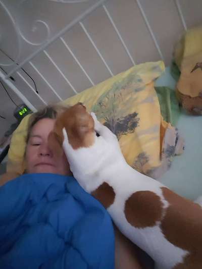 Hunde im Bett-Beitrag-Bild